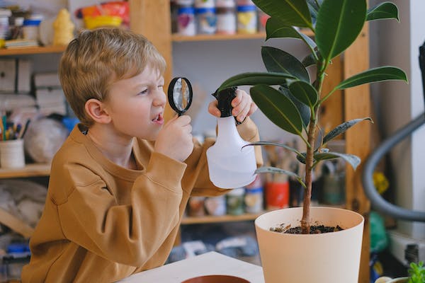 A boy sprays water on a ficus tree at home