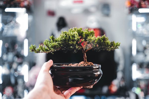 A hand holding a seedling of a small ficus tree