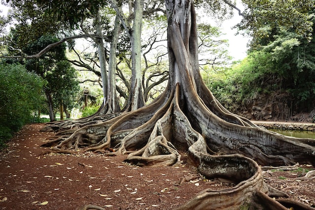 A huge ficus tree