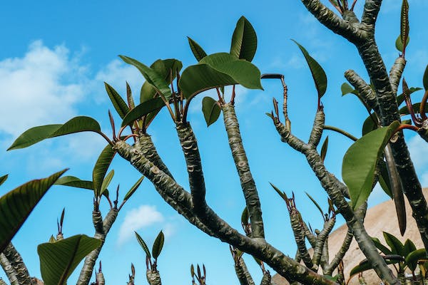 Ficus carica