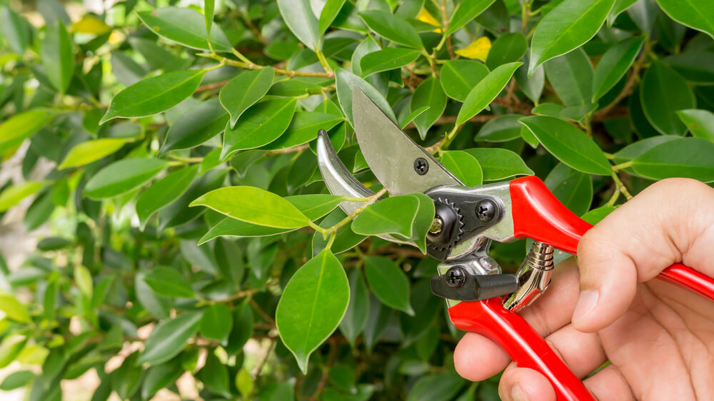 Man cutting a Ficus annulata tree with clippers
