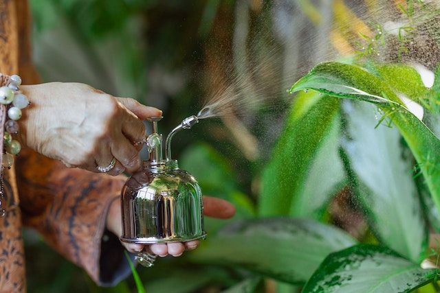 Photo Of Person Watering A Plant