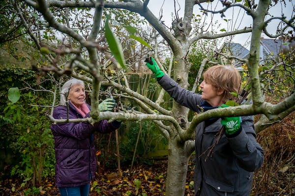 Two girls are pruning a ficus tree