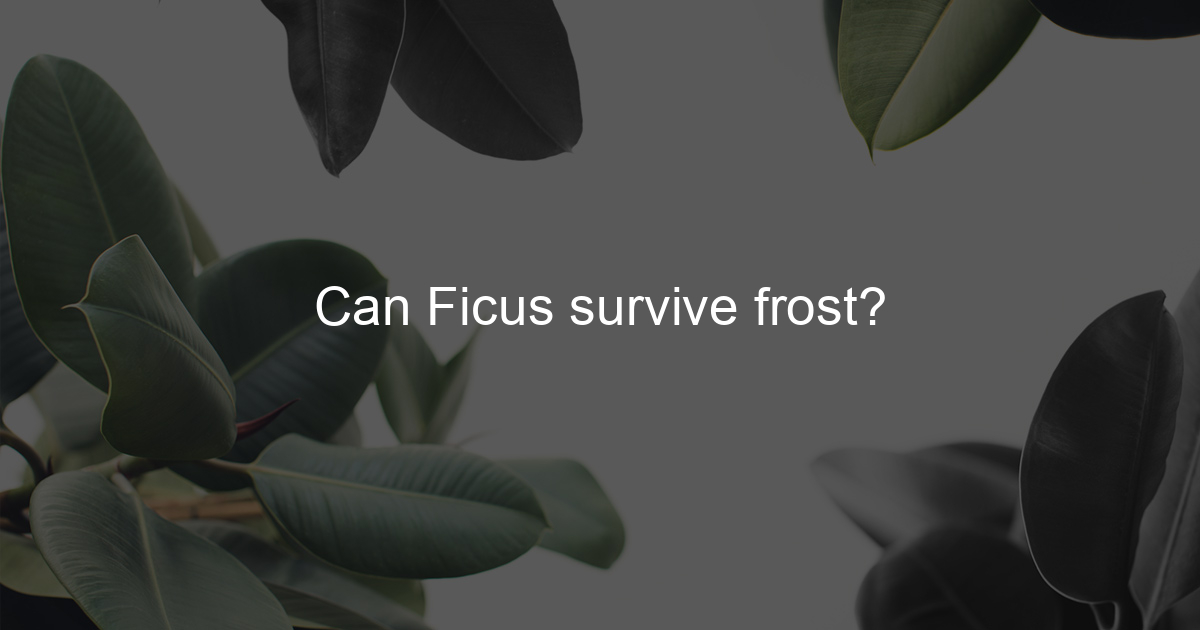 Can ficus survive frost ficus to life