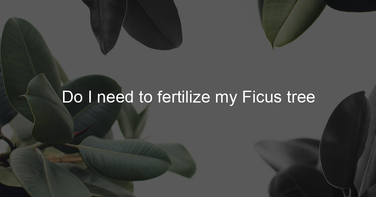 Do I need to fertilize my Ficus tree Ficus To Life