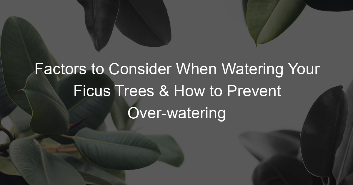 Factors to Consider When Watering Your Ficus Trees & How to Prevent