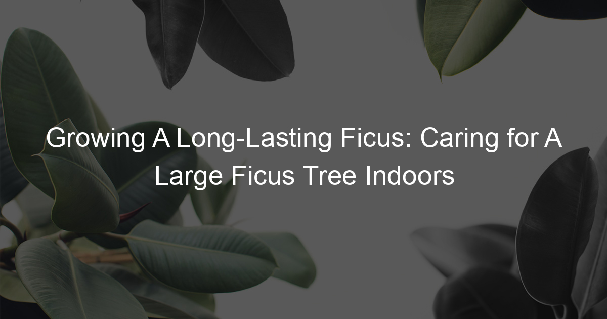 Growing A LongLasting Ficus Caring for A Large Ficus Tree Indoors