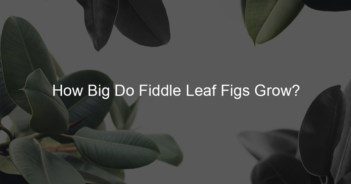 How Big Do Fiddle Leaf Figs Grow? Ficus To Life