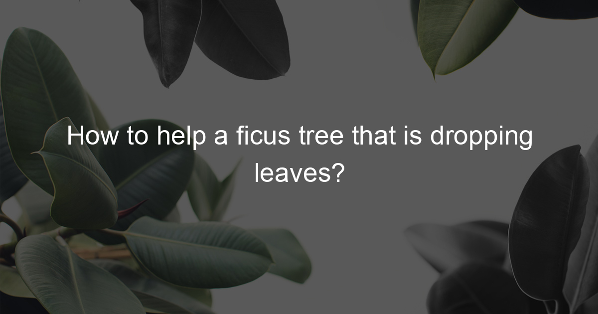 how-to-help-a-ficus-tree-that-is-dropping-leaves-ficus-to-life