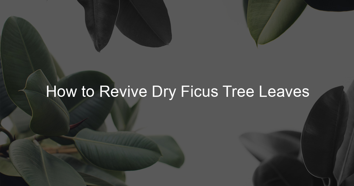 How to Revive Dry Ficus Tree Leaves Ficus To Life