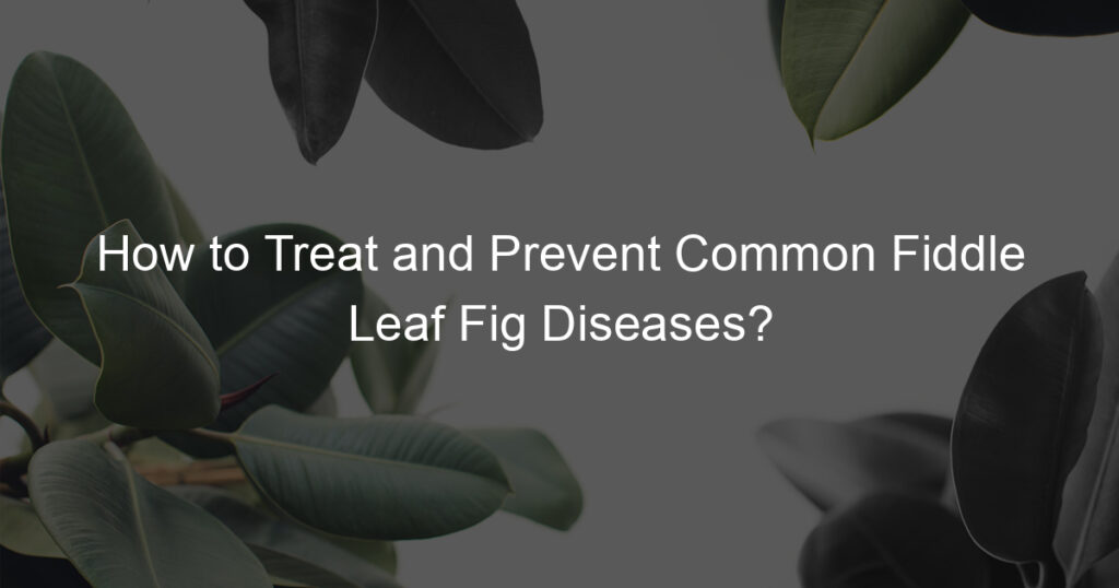 How to Treat and Prevent Common Fiddle Leaf Fig Diseases? - Ficus To Life