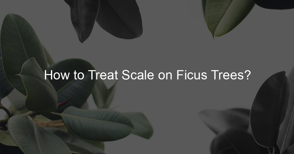 How to Treat Scale on Ficus Trees? Ficus To Life