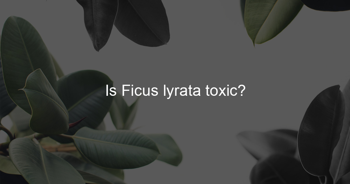 Is Ficus lyrata toxic? Ficus To Life