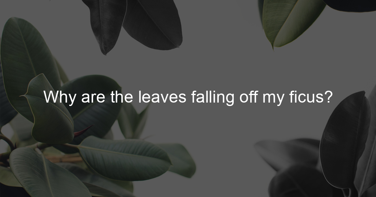 Why are the leaves falling off my ficus? Ficus To Life