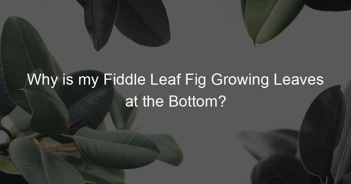 Why is my Fiddle Leaf Fig Growing Leaves at the Bottom? Ficus To Life